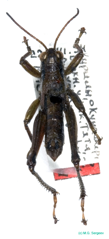 Podisma_tyatiensis_m_0881
