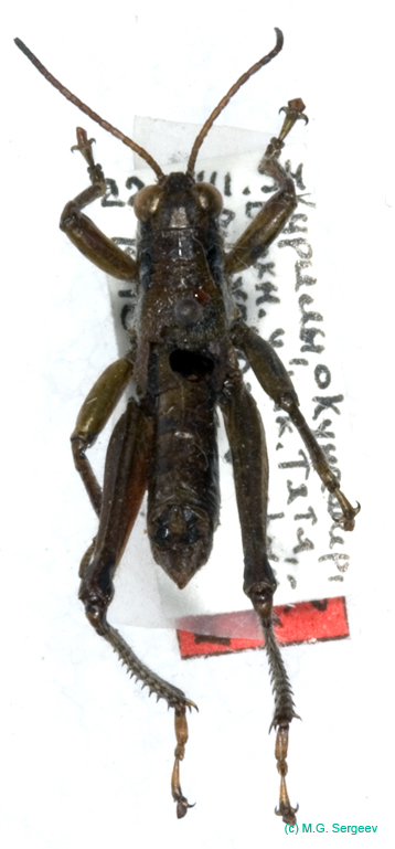Podisma_tyatiensis_m_0882