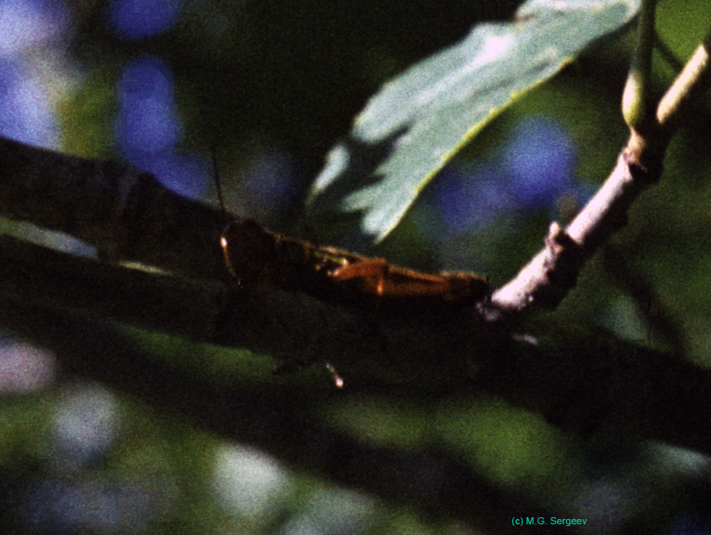 Primnoa_cf_ussuriensis_f_77_01