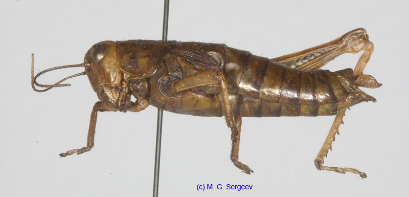Primnoa_litoralis_f_1184