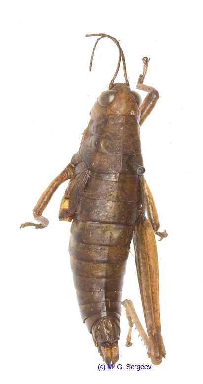 Primnoa_litoralis_f_1185
