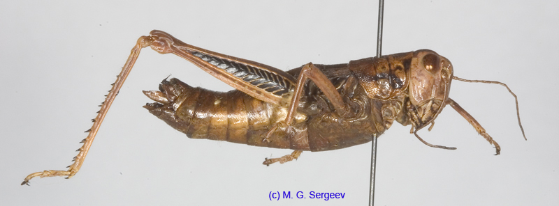 Primnoa_primnoa_f_1178