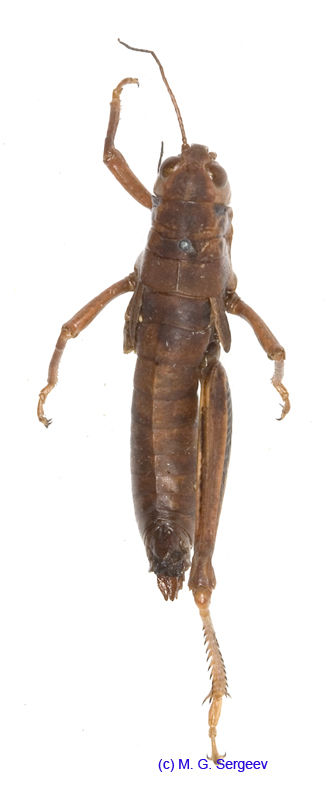 Primnoa_primnoa_f_1179