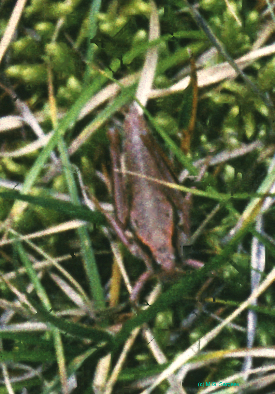 Primnoa_primnoa_f_78_01