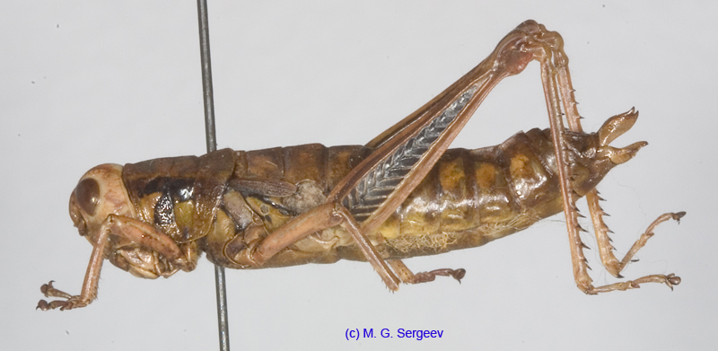 Primnoa_silvicola_f_1180