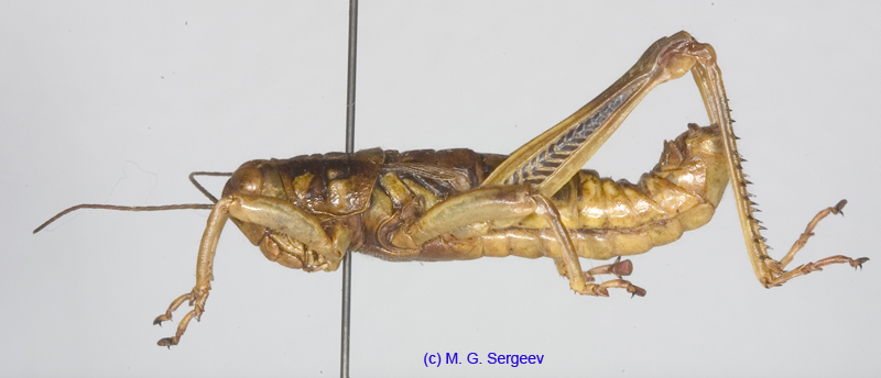 Primnoa_silvicola_m_1182
