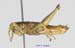 Anapodisma_miramae_m_1188