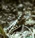 Dactylotum_bicolor_m_92_01