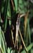 Melanoplus_bivittatus_m_03_01