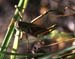 Melanoplus_bivittatus_m_03_02