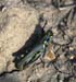 Melanoplus_femurrubrum_blue_m_03_01