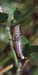 Melanoplus_femurrubrum_f_05_01