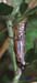 Melanoplus_femurrubrum_f_05_02