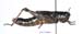 Melanoplus_frigidus_f_1172