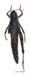 Melanoplus_frigidus_f_1173