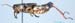 Melanoplus_frigidus_m_0868