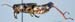 Melanoplus_frigidus_m_0869