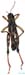 Melanoplus_frigidus_m_0871