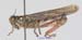 Melanoplus_frigidus_mm_1190