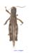 Melanoplus_frigidus_mm_1191