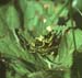 Miramella_alpina_pair_90_01