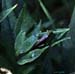Ognevia_longipennis_f_88_01a