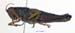 Parapodisma_micado_f_1168
