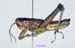Parapodisma_micado_m_1170