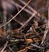 Podisma_pedestris_m_03_01