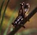 Podisma_pedestris_m_03_02