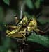 Podisma_pedestris_pair_xx_01