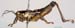 Podisma_tyatiensis_m_0879