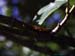 Primnoa_cf_ussuriensis_f_77_01