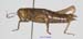 Primnoa_litoralis_f_1184