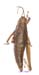 Primnoa_litoralis_f_1185