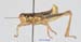 Primnoa_litoralis_m_1186