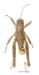 Primnoa_litoralis_m_1187