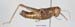 Primnoa_primnoa_f_1178
