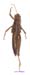 Primnoa_primnoa_f_1179