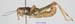 Primnoa_primnoa_m_1176