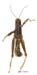 Primnoa_primnoa_m_1177