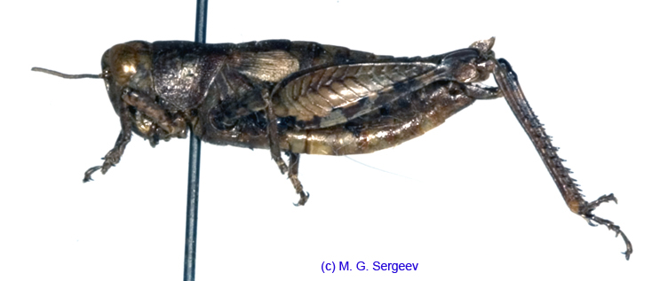 Pezotettix_giornae_f_1164