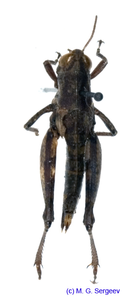 Pezotettix_giornae_f_1165