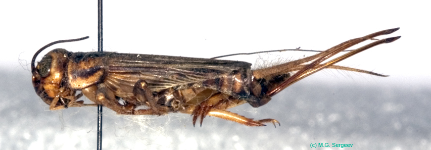 Acheta_domesticus_f_0946