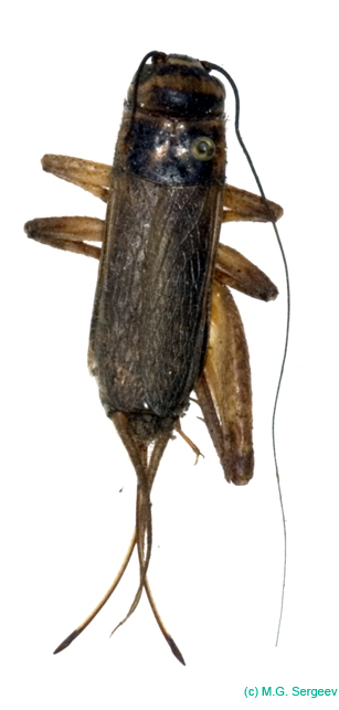 Acheta_domesticus_f_0947