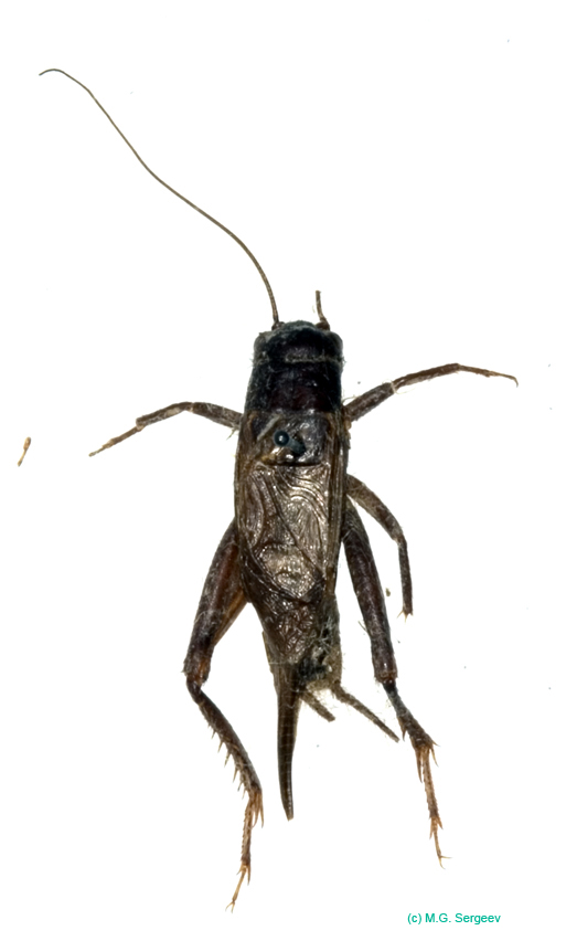 Acheta_turcomana_m_0927