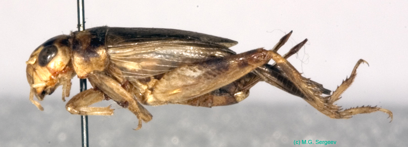 Gryllodinus_kerkennensis_f_0914