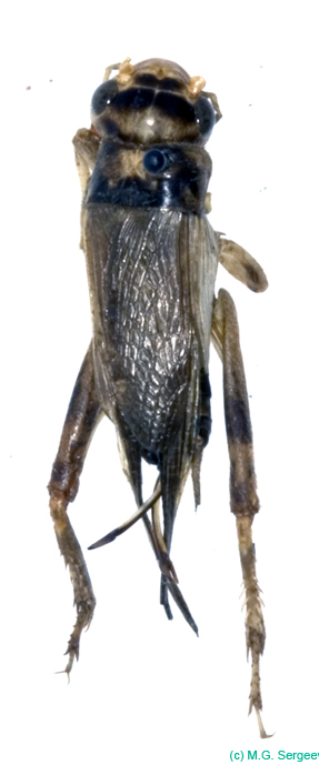 Gryllodinus_kerkennensis_f_0915