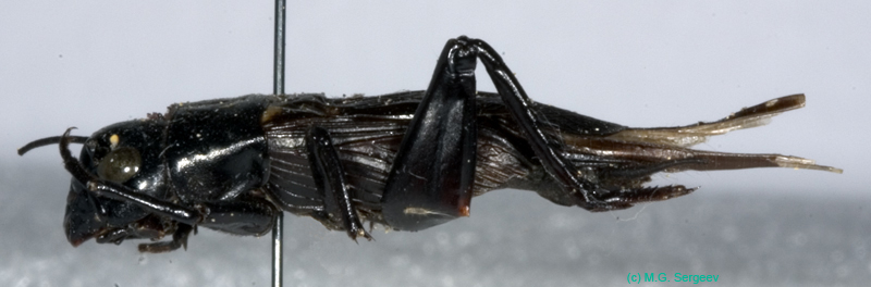 Gryllus_bimaculatus_m_0948