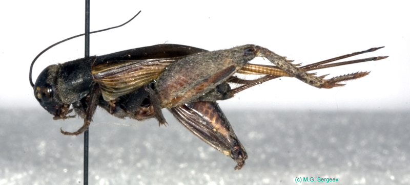 Melanogryllus_desertus_f_0910
